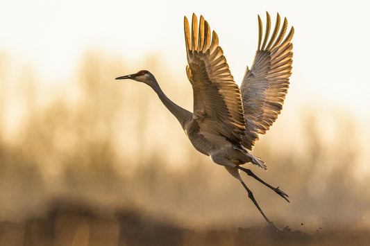 L'origine de notre nom : Tsuru